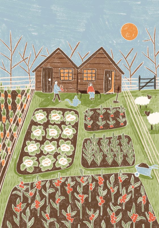 The Vegetable Patch